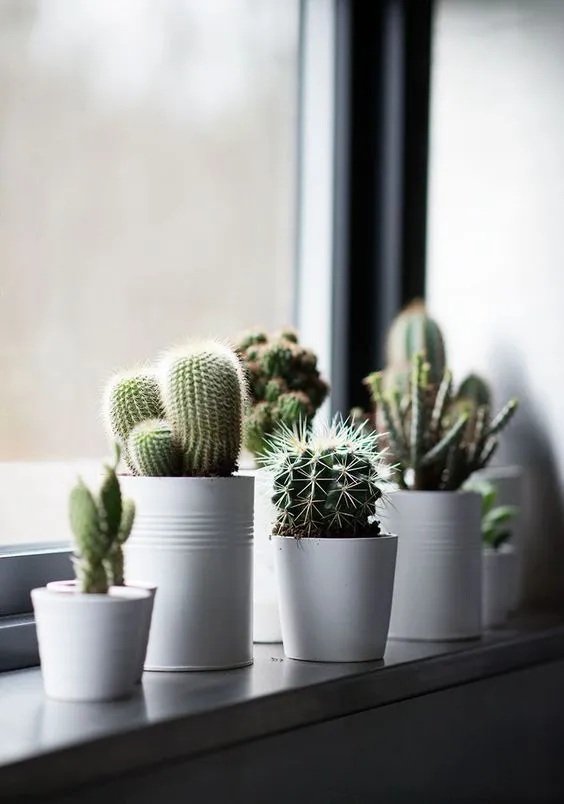 decoracion reciclada para habitaciones con plantas