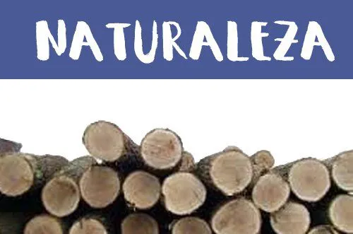 Manualidades de Naturaleza