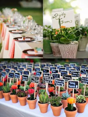 Cactus y plantitas como detalle para invitados. 