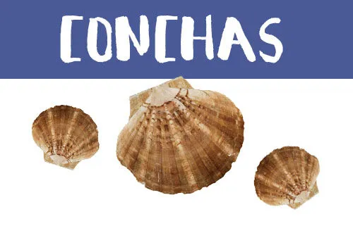 Manualidades con conchas de mar