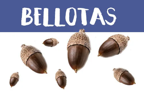 Manualidades con bellotas