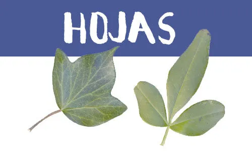 Manualidades con hojas