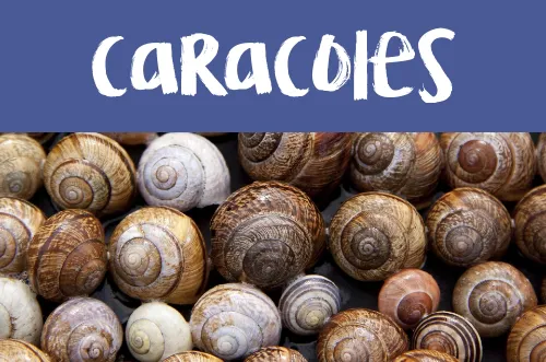 Manualidades con caracoles