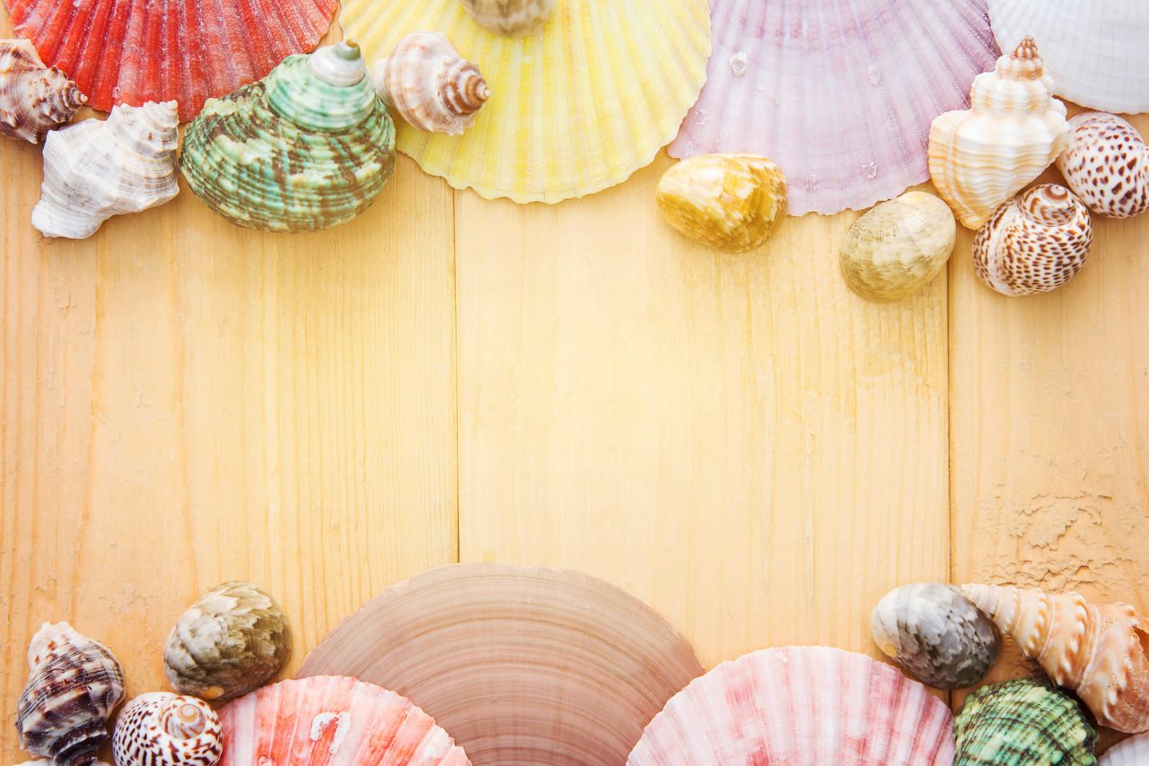 ideas creativas con conchas de mar 